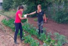 Están a la venta las hortalizas del espacio de producción “Huerta verde”