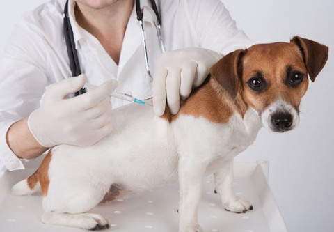 Vacunación antirrábica y desparasitación para perros y gatos