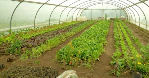 El Vivero Municipal trabaja en la producción de verduras y hortalizas