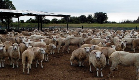 Los productores deberán blanquear el ganado ovino y caprino