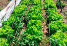 Están a la venta las hortalizas del espacio de producción “Huerta verde”