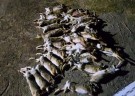 Interceptan cazadores furtivos con más de 40 liebres europeas 