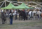 Gran participación en una nueva “Cabalgata Aniversario”