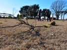 Avanzan las tareas de forestación en el distrito 