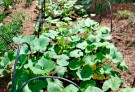 Están a la venta las hortalizas del espacio de producción “Huerta verde”