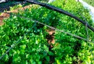 Están a la venta las hortalizas del espacio de producción “Huerta verde”