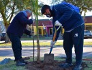 Continúa la forestación de arbolado urbano