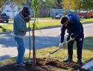 Continúa la forestación de arbolado urbano