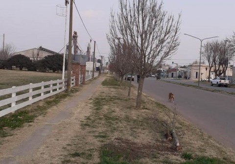 Recambio de arbolado urbano en la Avenida América 