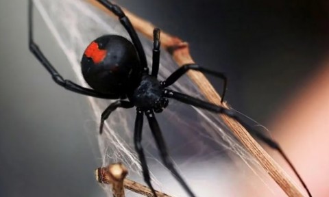 Imágenes de Advierten sobre la propagación de una peligrosa araña en la región  
