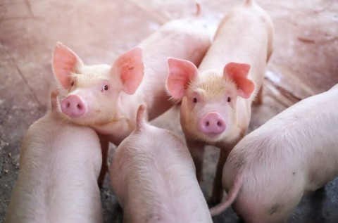 Clausuraron una fábrica de chacinados por el brote de triquinosis