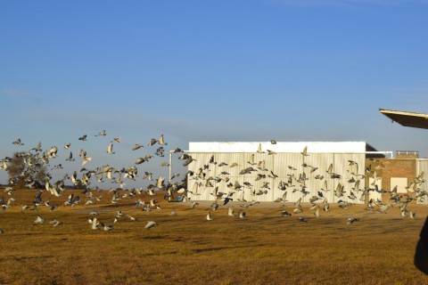Liberaron 4000 palomas mensajes en el Aeroclub