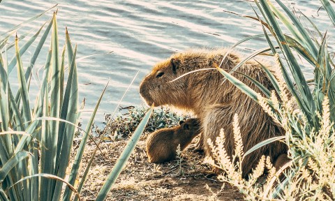 Fue encontrado sin vida uno de los carpinchos del Paseo del Lago