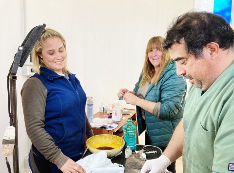 Las jornadas de castración pasaron por el Barrio Fonavi 