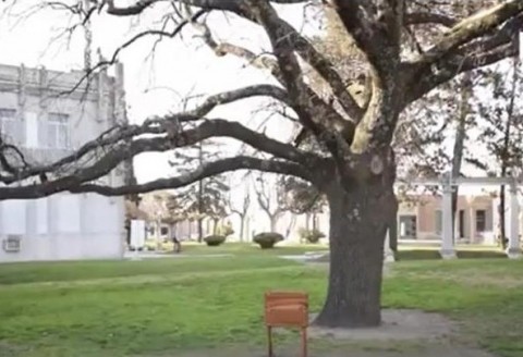 Declararon Patrimonio Natural y Cultural el roble de la Plaza San Martín