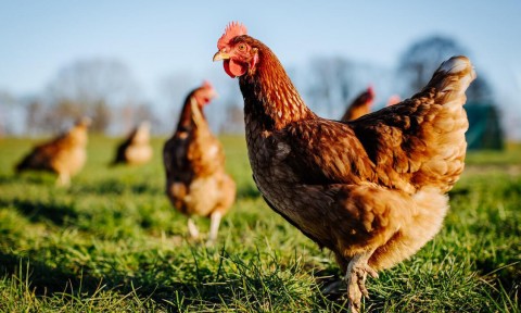 Emiten recomendaciones frente a la confirmación de los primeros casos de gripe aviar
