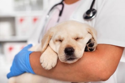 Alerta por brote de moquillo o distemper canino