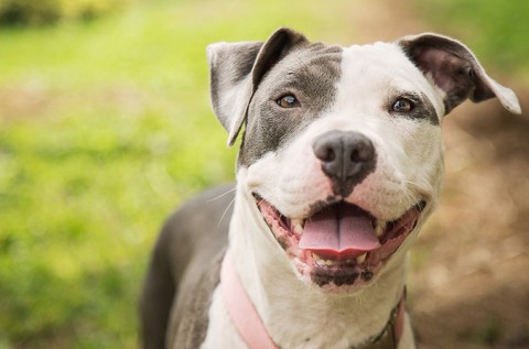 Concientizan sobre la tenencia de mascotas potencialmente peligrosas