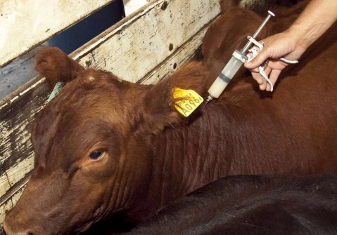 Comenzó la Campaña de Vacunación contra la fiebre aftosa