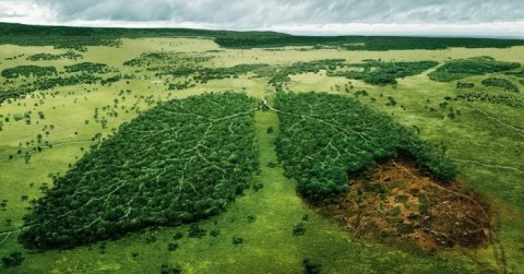 Plantarán árboles para concientizar sobre el incendio en la Amazonia 