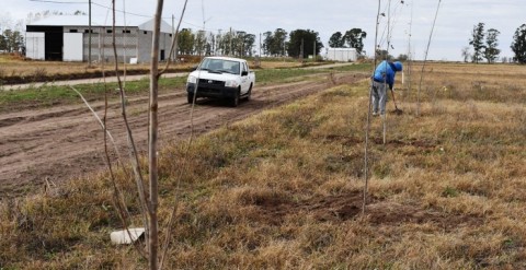 Comenzó el Proyecto de Forestación 2019