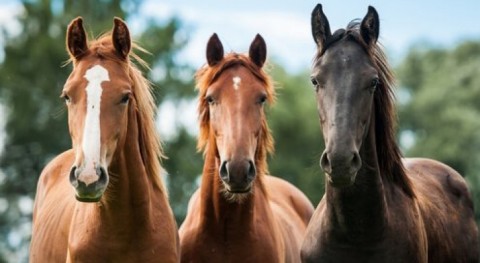 Se deberá colocar un chip a los caballos para su identificación 