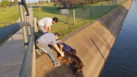 Bomberos rescataron un perro en el Paseo del Lago