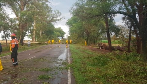 Arboles caídos en Acceso Centenario y Ruta 85