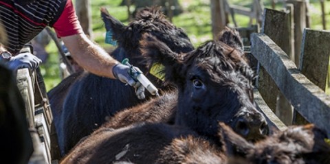 Cambio de Estrategia en la Campaña de Vacunación contra la Fiebre Aftosa 