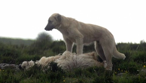 Preocupación por perros que atacan al ganado