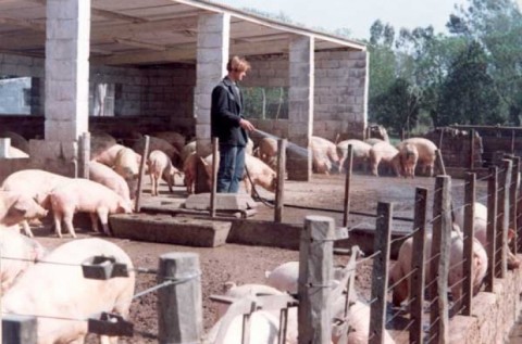 Organizan foro sobre la producción porcina