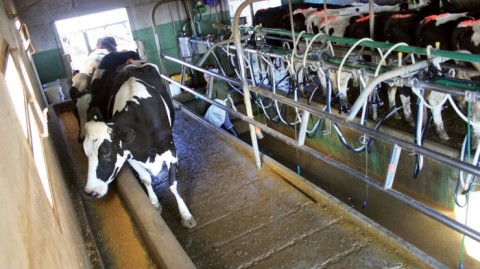 Preocupante diagnóstico de la producción lechera