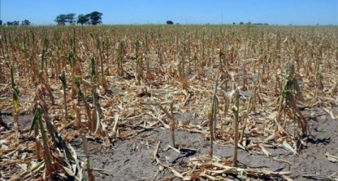 Se declaró la Emergencia Agropecuaria para el Distrito de Salliqueló