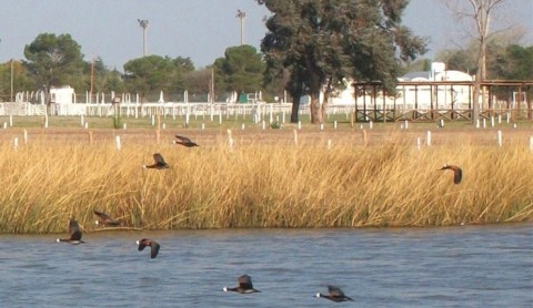 Más de 60 especies de aves se relevaron en el Bioparque