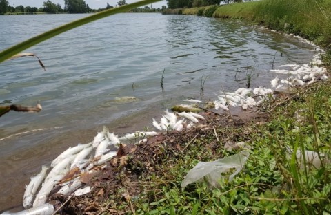 Mortandad de peces en el Paseo del Lago
