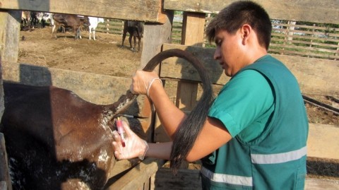 Entró en vigencia el nuevo Plan de Control de Brucelosis Bovina