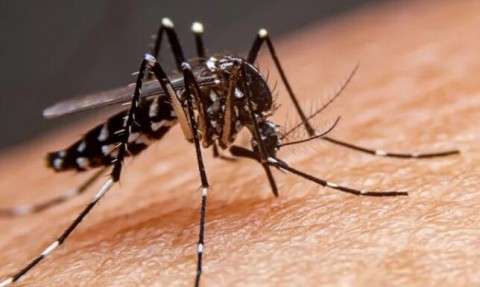 Confirmaron el primer caso de dengue en Tres Lomas