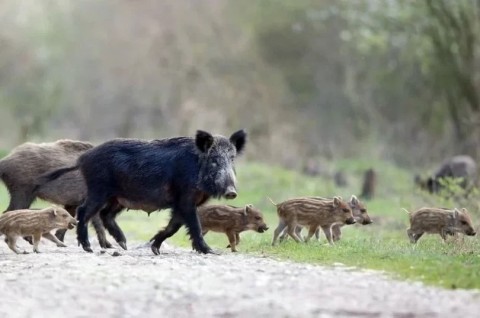 Está habilitada la caza de jabalíes en toda la Provincia de Buenos Aires