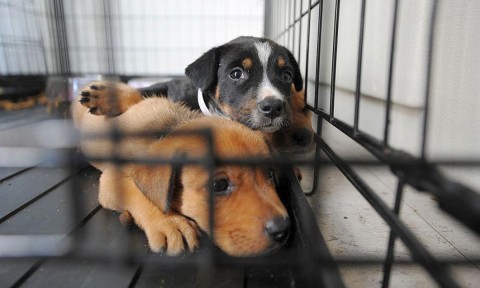 Concientización sobre castración y tenencia responsable de mascotas