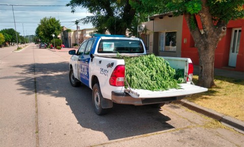 Un allanamiento por hurto terminó con la incautación de dos plantas de marihuana