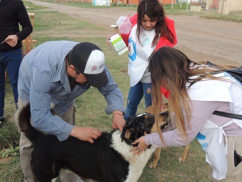 Avanza la vacunación antirrábica para perros y gatos