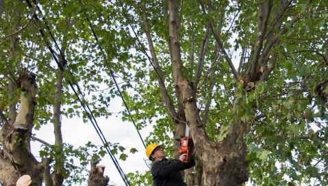 La Dirección de Ambiente brindará un curso de poda