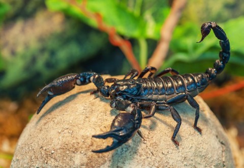 Por las altas temperaturas, aumenta la aparición de alacranes