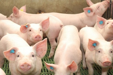 Dictarán una charla sobre inseminación artificial de porcinos