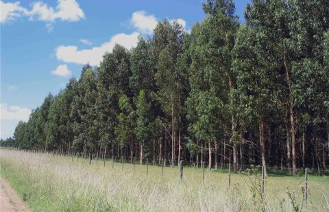 Plan de incentivo a la actividad forestal