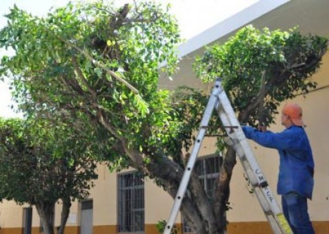 Recordaron que se debe solicitar permiso para podar el arbolado público