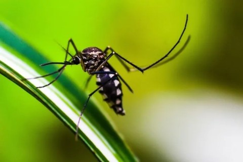 Difundieron medidas de prevención contra el dengue