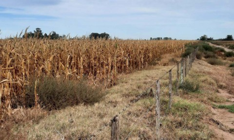 Pacheco solicitó la emergencia y/o desastre agropecuario por sequía 