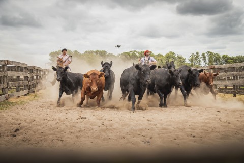 Bermejo & CIA Consignatarios anunció su Remate Feria