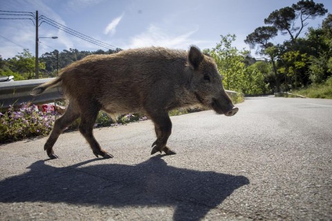 Alertan sobre jabalíes que cruzan la Ruta 85